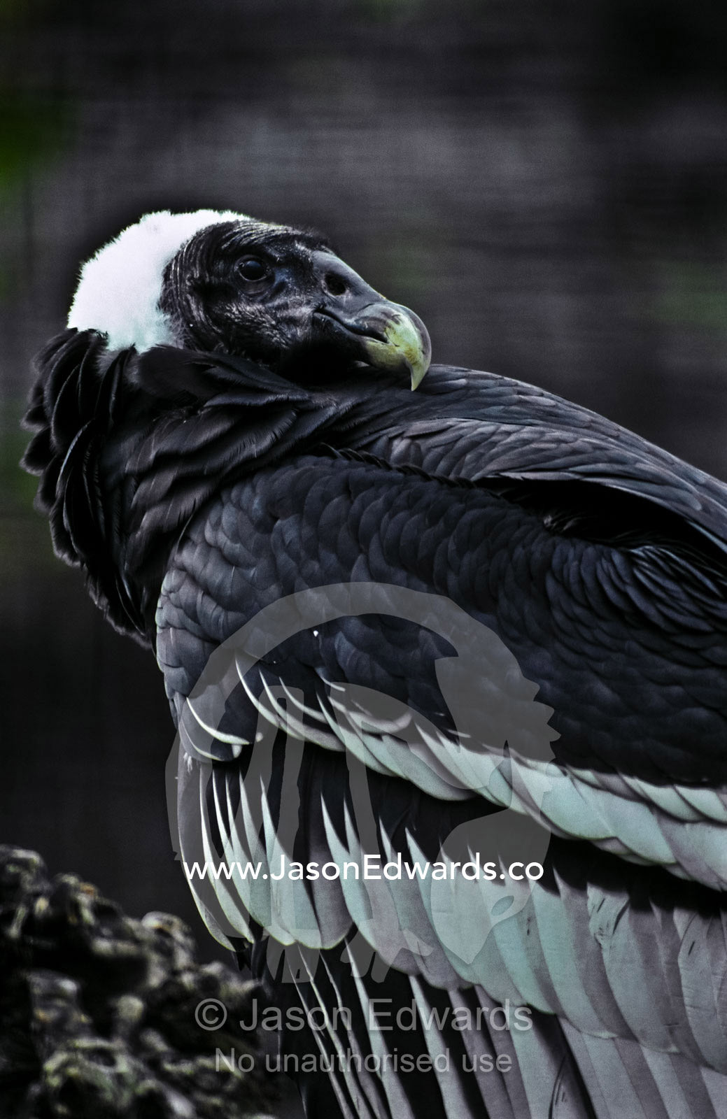 An Andean Condor preens its striking jet black feathers with its beak. Adelaide Zoo, South Australia, Australia.