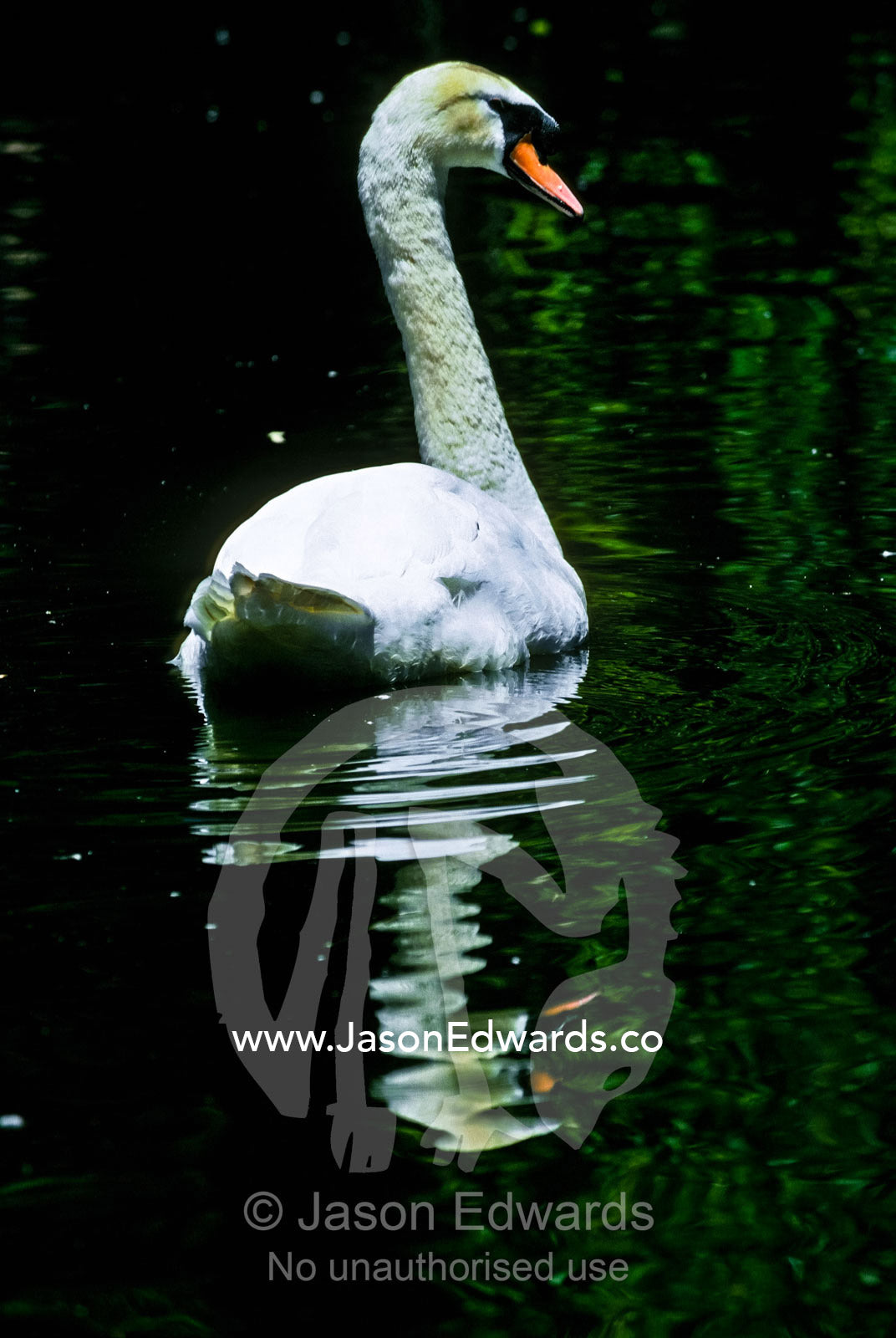 The gentle ripples on a pond of a male Mute Swan swimming gracefully. Melbourne Zoo, Victoria, Australia.