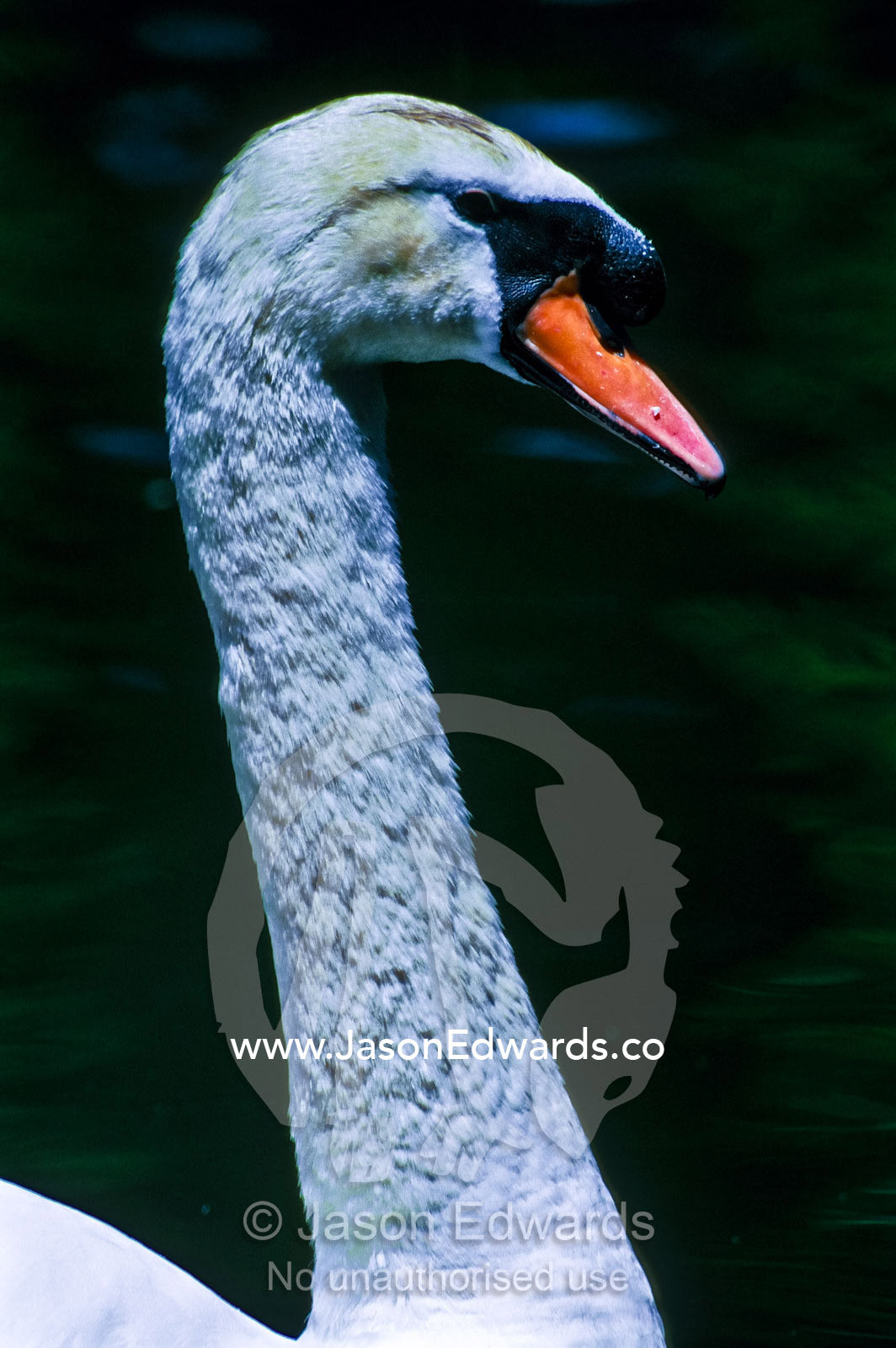 The graceful long neck and orange beak of a male Mute Swan in profile. Melbourne Zoo, Victoria, Australia.