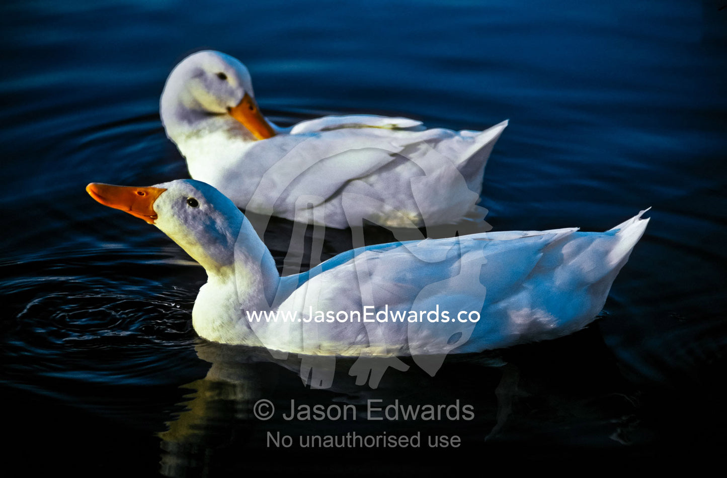 Two white Ducks with pristine feathers swimming on a calm pond. Launceston, Tasmania, Australia.