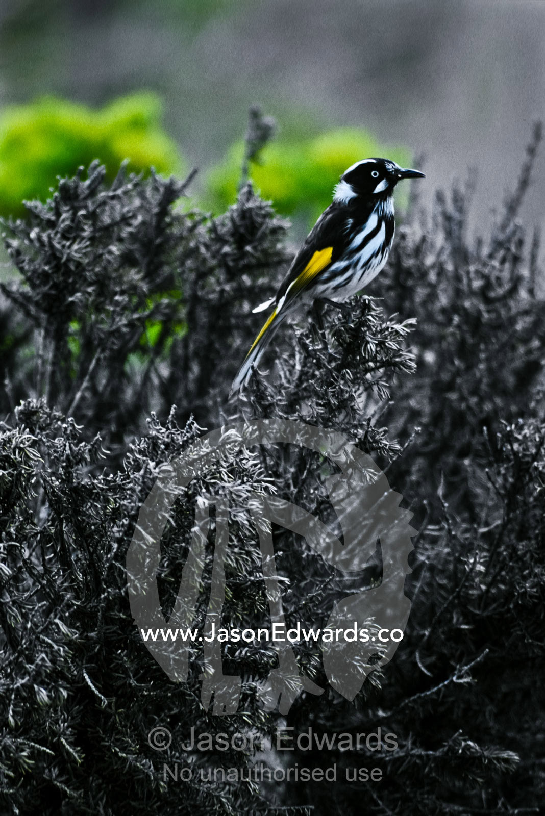 A striking New Holland Honeyeater with vibrant yellow wing feathers. Port Campbell National Park, Victoria, Australia.