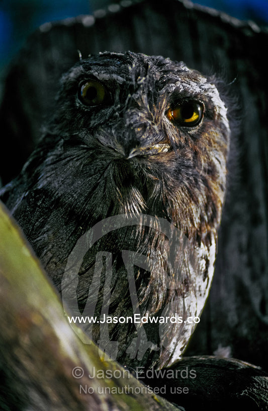 The large yellow eyes and inquisitive stare of a Tawny Frogmouth. Serendip Sanctuary, Victoria, Australia.