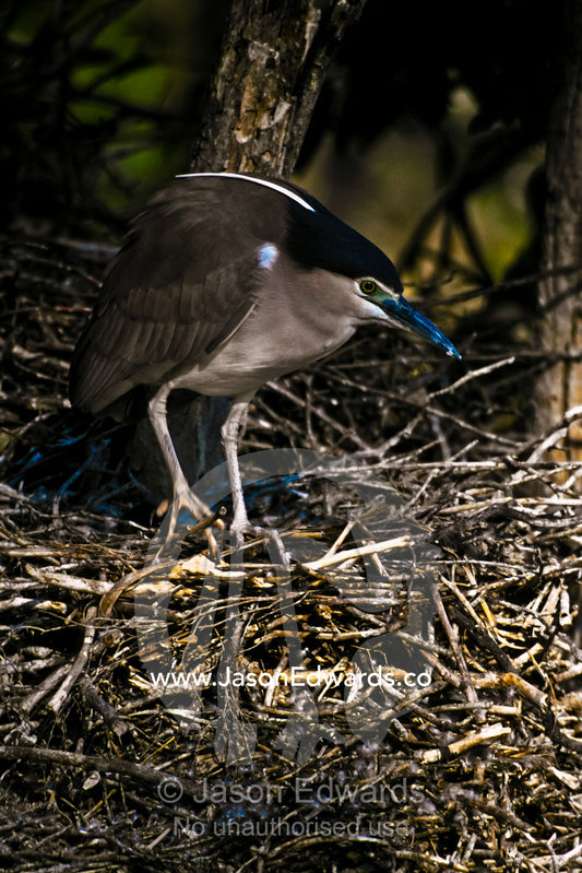 The iridescent blue beak of a Nankeen Night Heron on a Cormorant nest. Melbourne Zoo, Victoria, Australia.