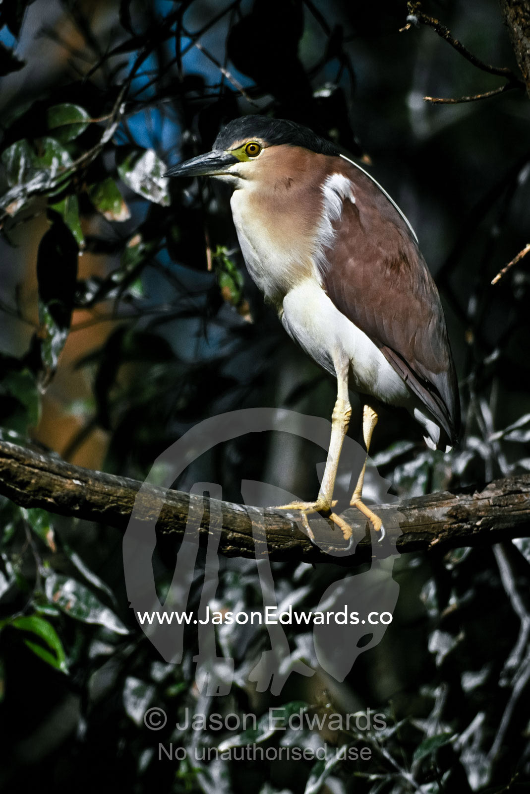 A graceful and watchful Nankeen Night Heron perched on a branch. Melbourne Zoo, Victoria, Australia.