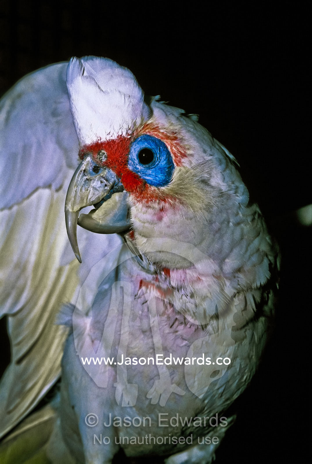 The long curved beak and eye of an inquisitive Long-billed Corella. Melbourne Zoo, Victoria, Australia.