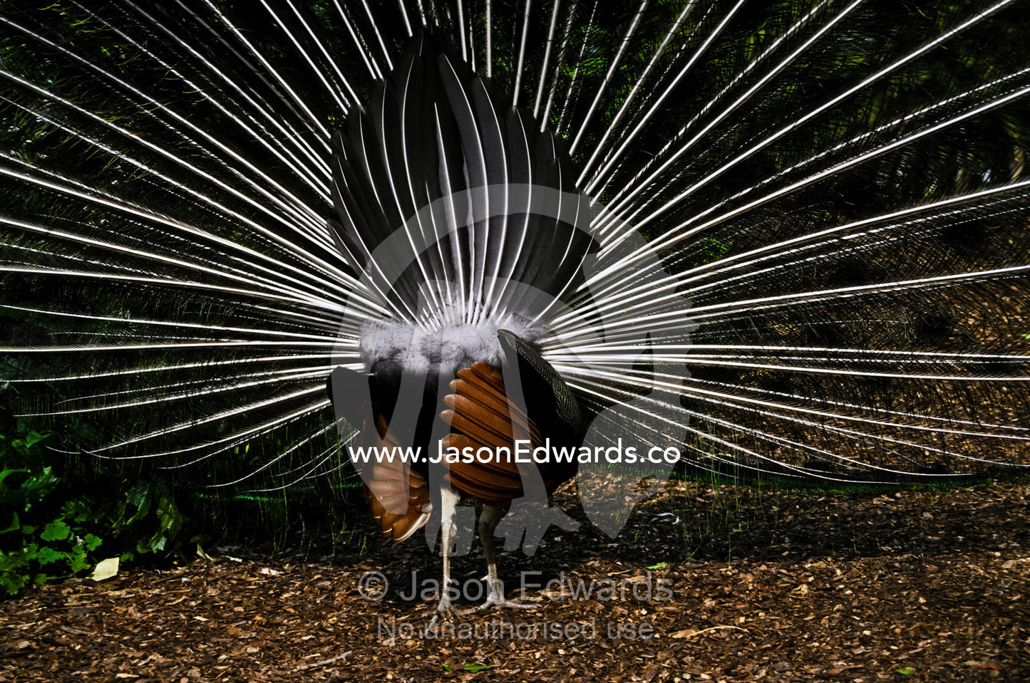 A male Peafowl displaying his impressive tail feather fan to females. Melbourne Zoo, Victoria, Australia.