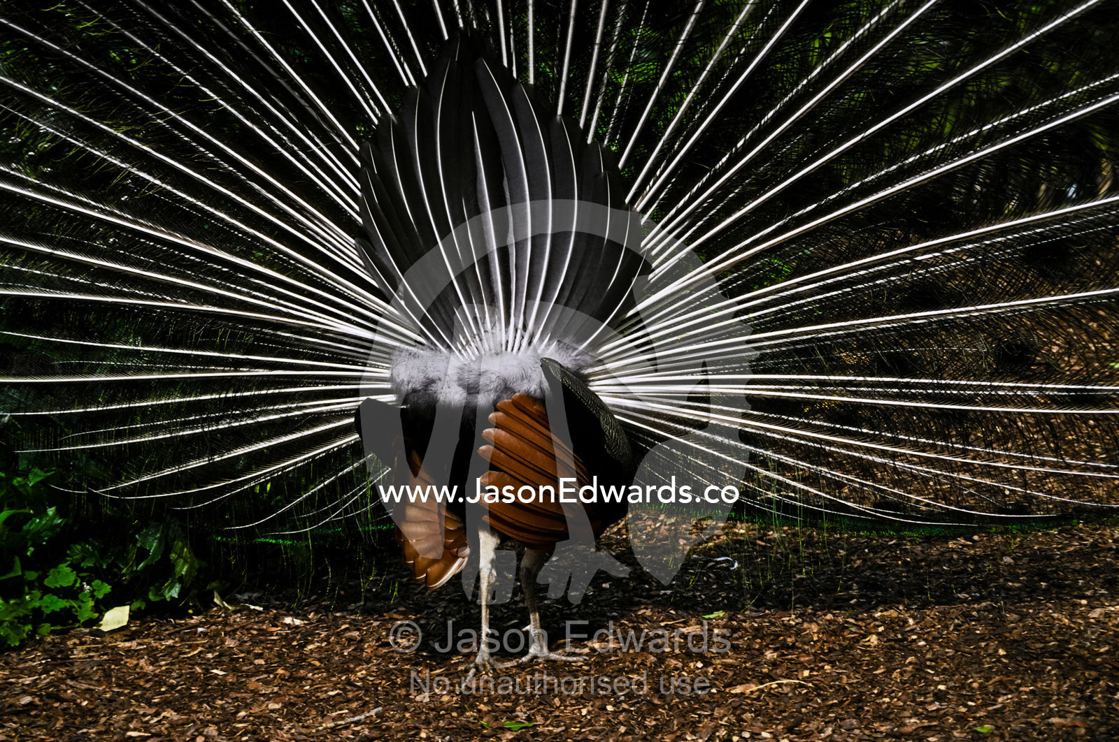 A male Peafowl displaying his impressive tail feather fan to females. Melbourne Zoo, Victoria, Australia.