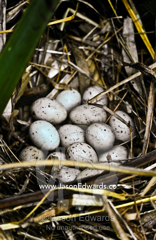 Fourteen spotted, dappled Dusky Moorhen eggs nestled in a nest. Melbourne Zoo, Victoria, Australia.