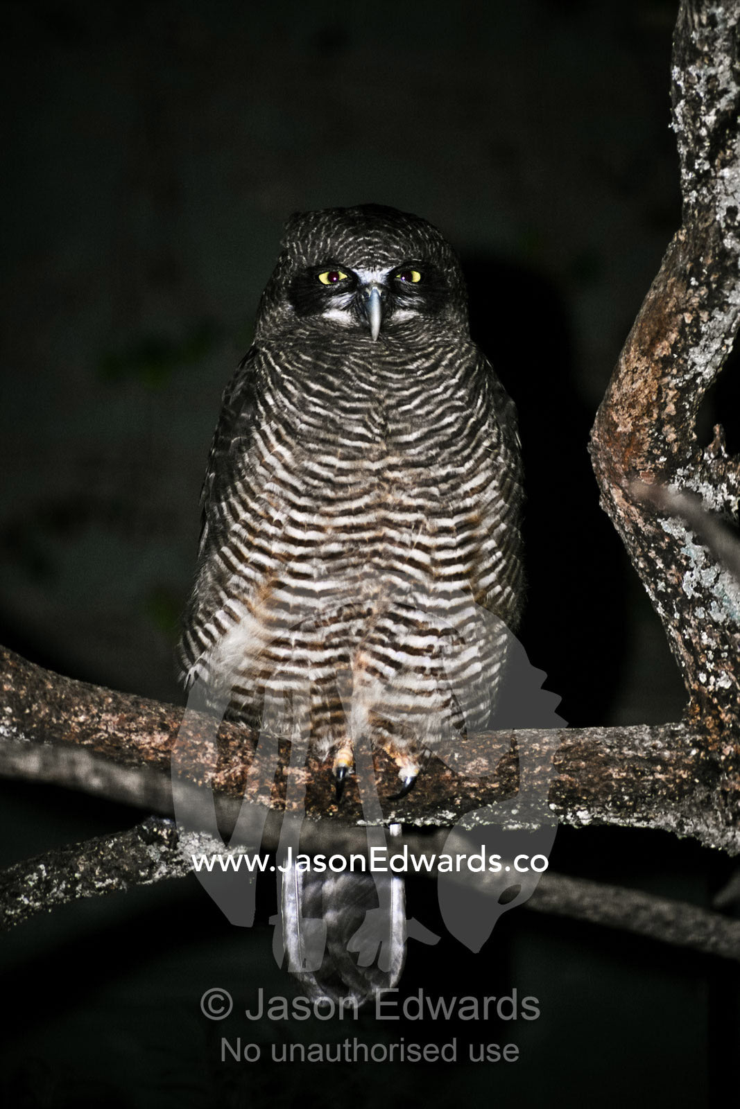 A comical cross-eyed yet piercing stare from a Rufous Owl at night. Taronga Zoo, New South Wales, Australia.