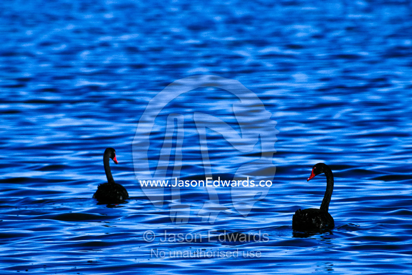 Two Black Swans gracefully swimming on a rippled deep blue lake. Werribee Water Farm, Victoria, Australia.