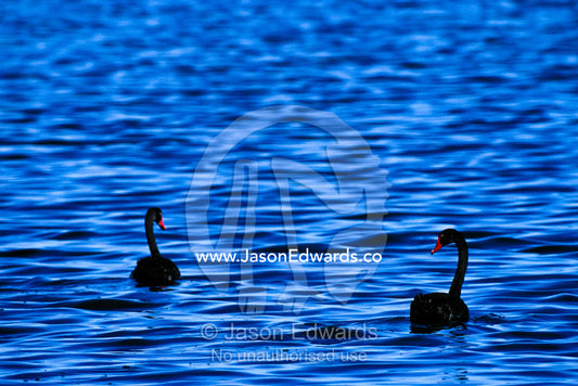 Two Black Swans gracefully swimming on a rippled deep blue lake. Werribee Water Farm, Victoria, Australia.