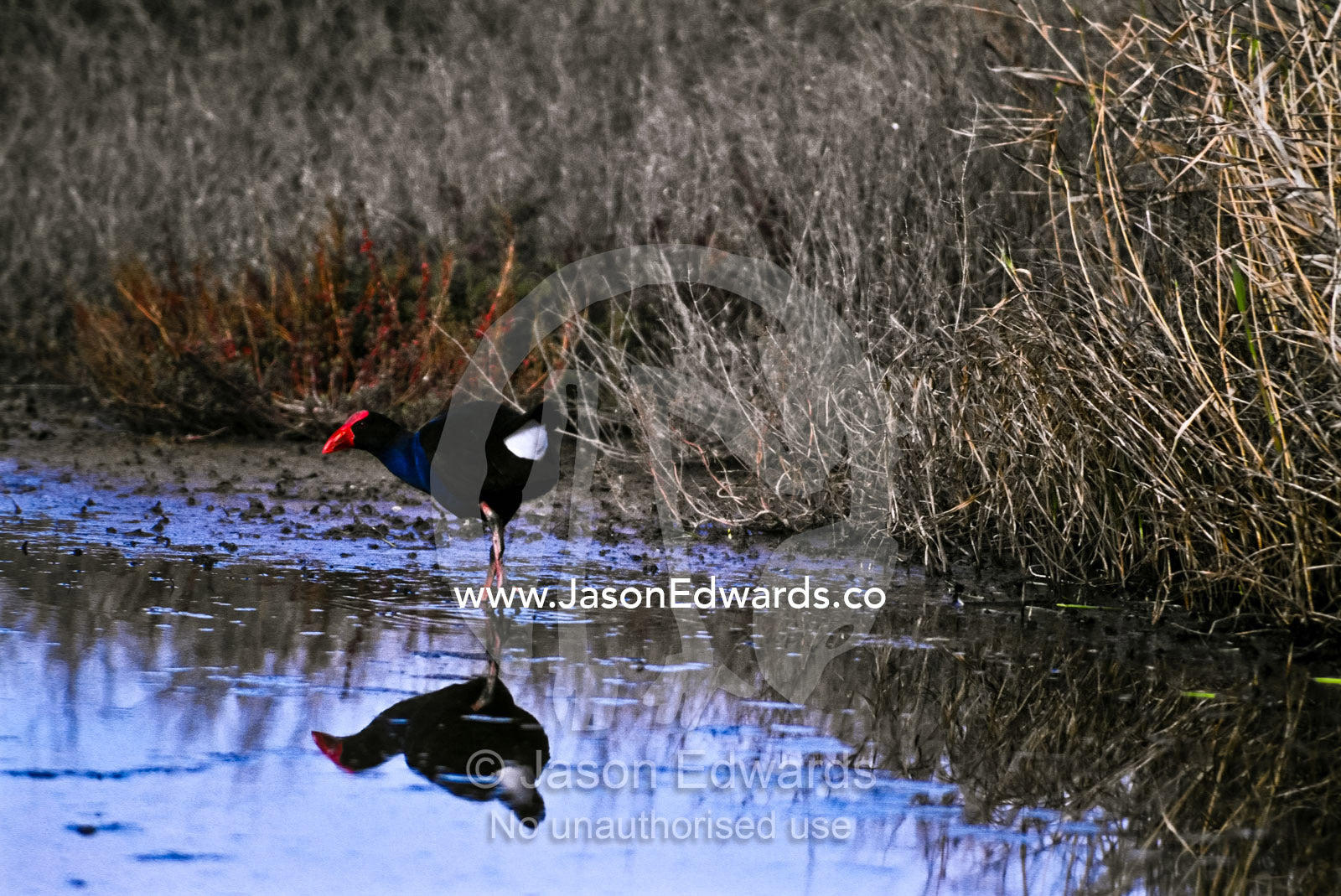 In a marsh a Purple Swamphen, also called a Pukeko, forages for food. Western Treatment Plant, Werribee, Victoria, Australia.