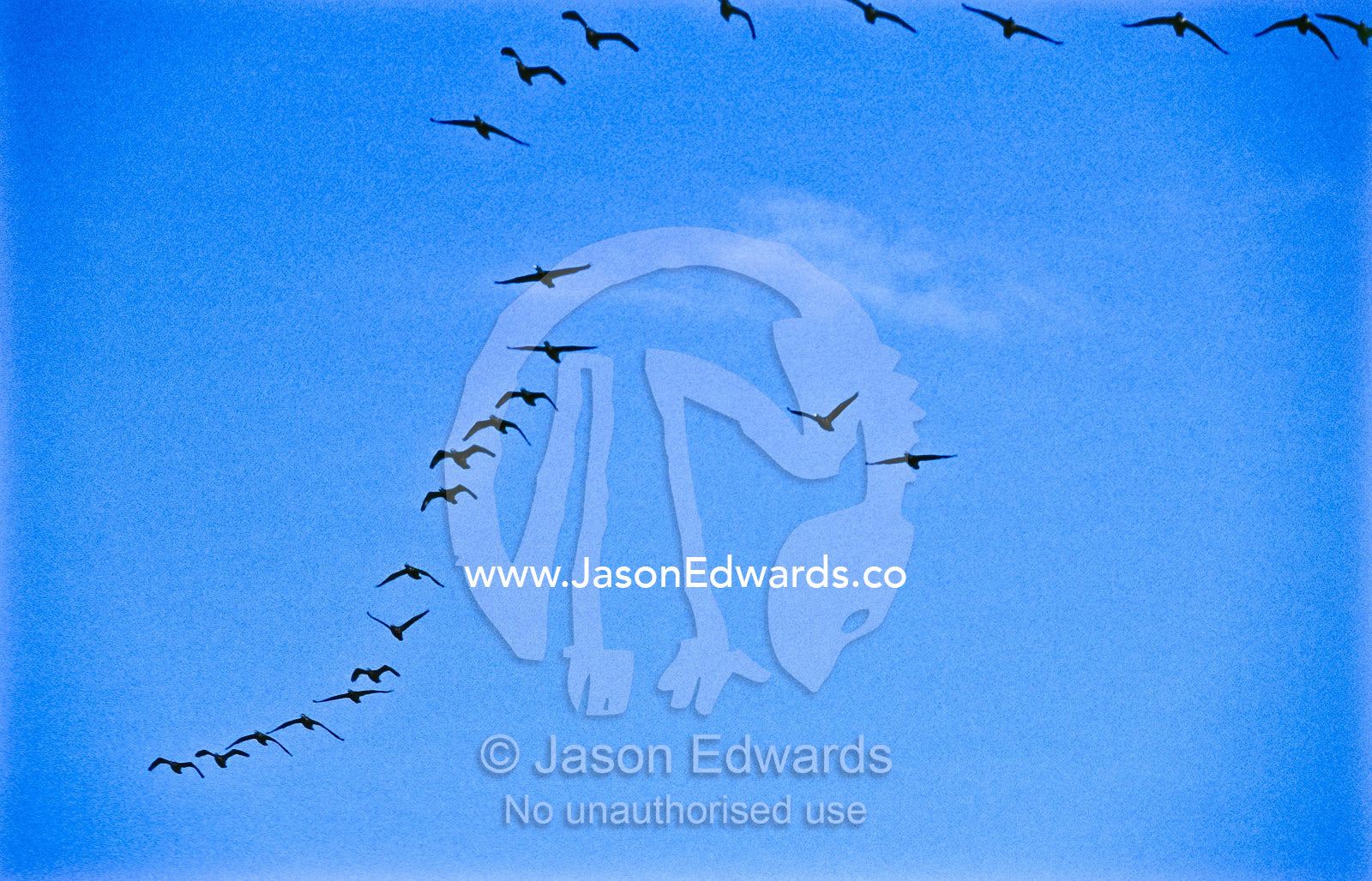 Against a blue sky, Little Black Cormorants soar in flight formation. Western Treatment Plant, Werribee, Victoria, Australia.