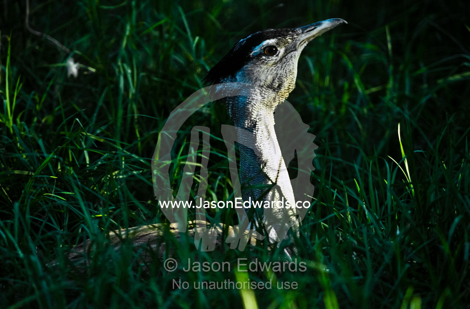 An Australian Kori Bustard hiding in lush, long grass. Melbourne Zoo, Victoria, Australia.
