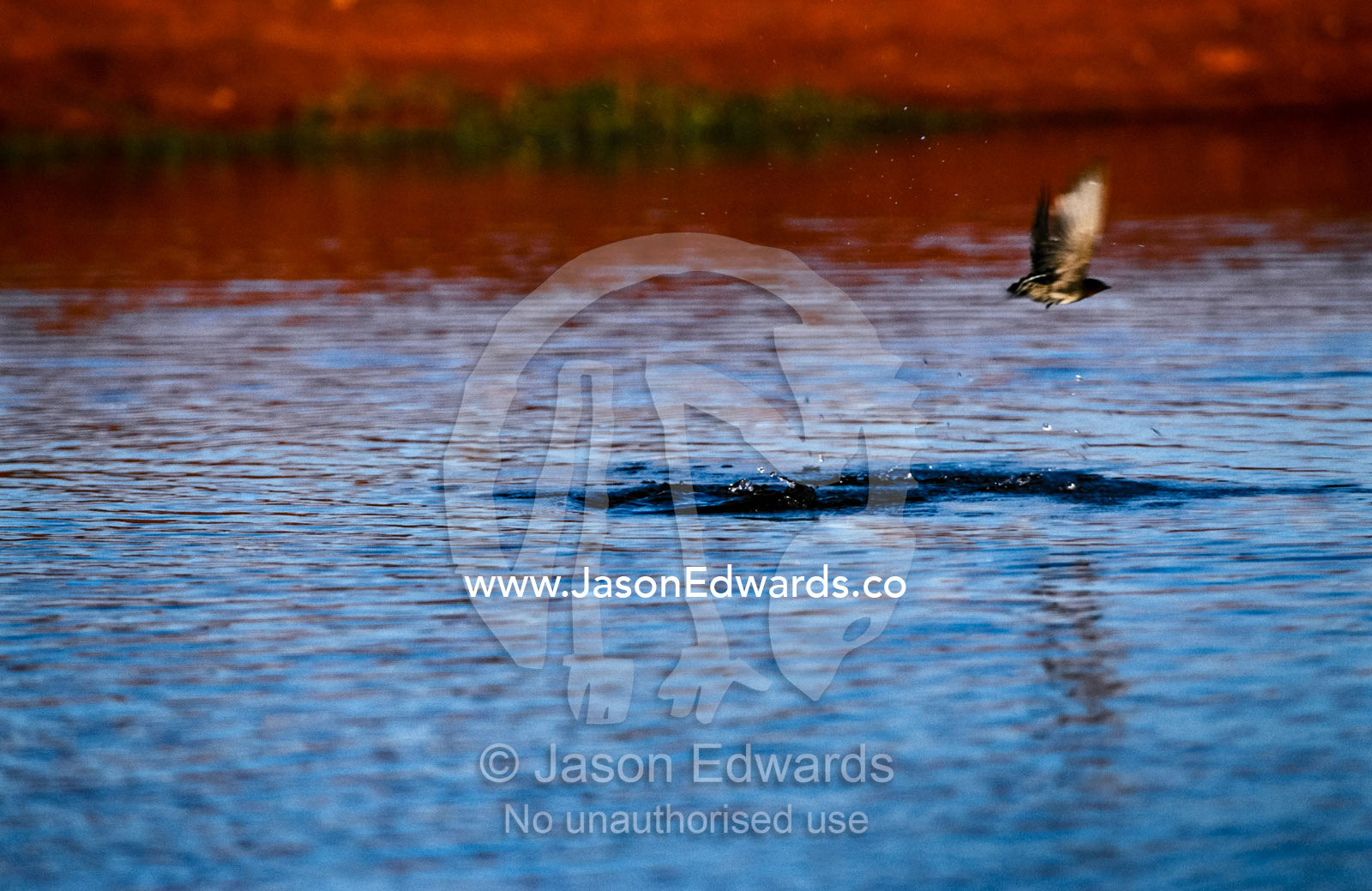 A Welcome Swallow skims the surface of a desert waterhole to drink. Shark Bay Marine Park, Shark Bay World Heritage Site, Western Australia, Australia.