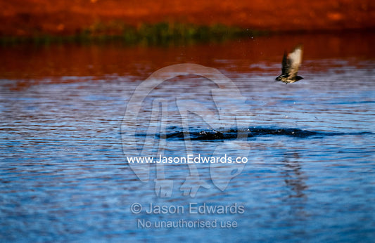 A Welcome Swallow skims the surface of a desert waterhole to drink. Shark Bay Marine Park, Shark Bay World Heritage Site, Western Australia, Australia.