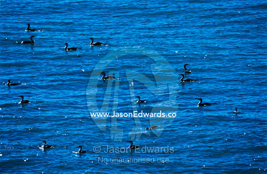 A Pied Cormorant colony floating on a rippled ocean surface. Francois Peron National Park, Western Australia, Australia.