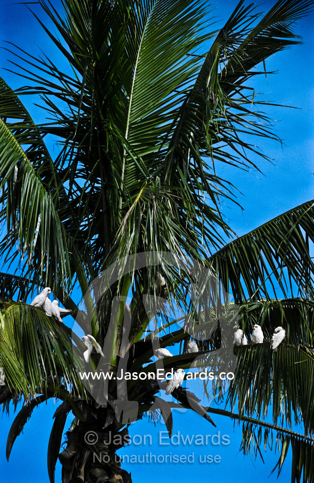 Little Corellas, also known as Short-billed Corellas, perch in a palm. Carnarvon, West Australia, Australia.
