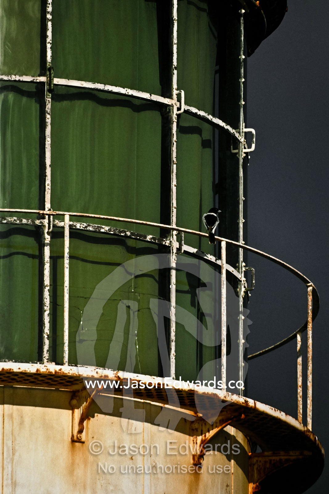 A black and white Pied Butcherbird perches on a lighthouse rail. Exmouth, Western Australia, Australia.