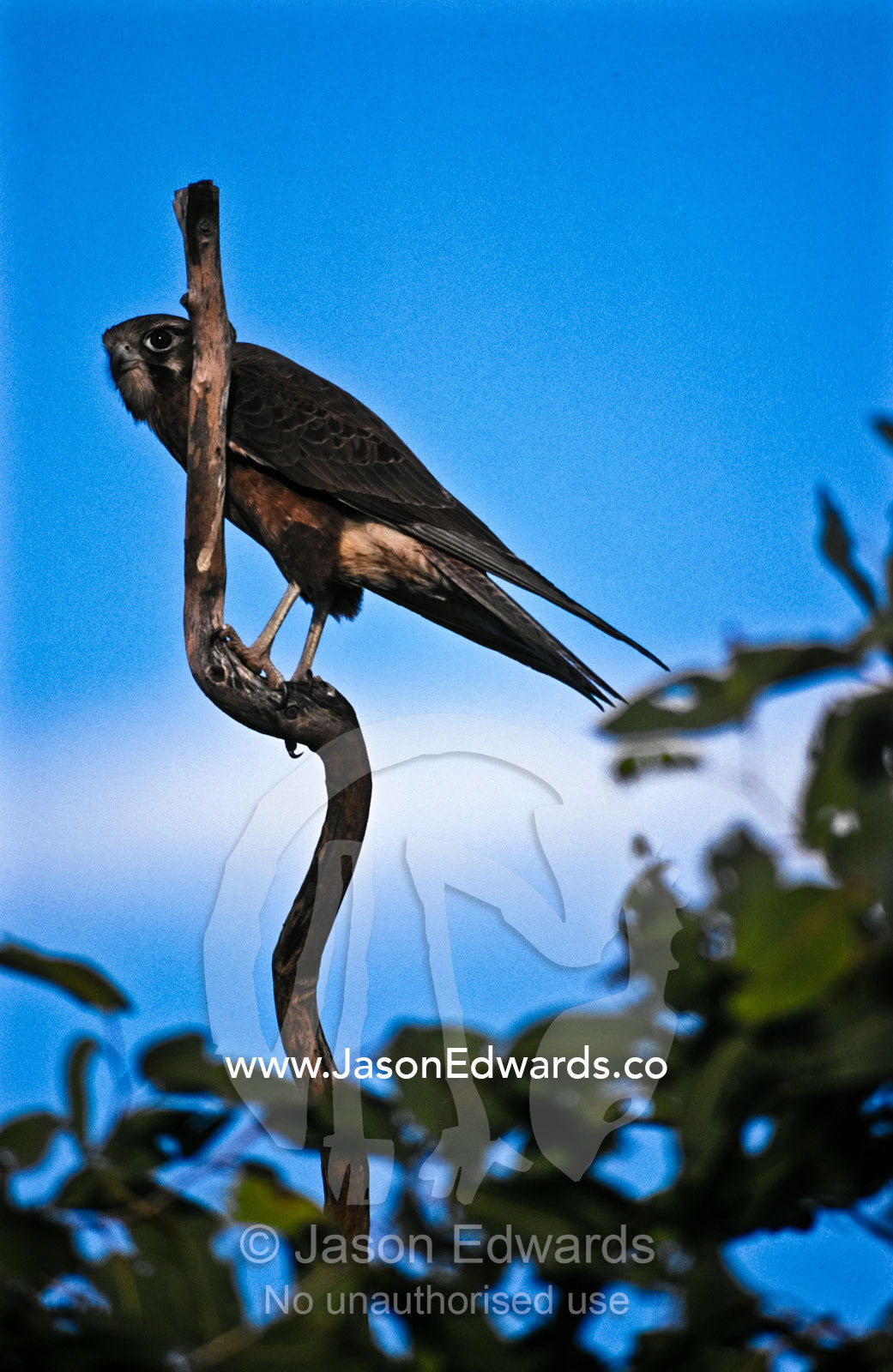A Brown Falcon perches on a branch at dusk searching for prey. Gibb River Road, Kimberley Ranges, Western Australia, Australia.