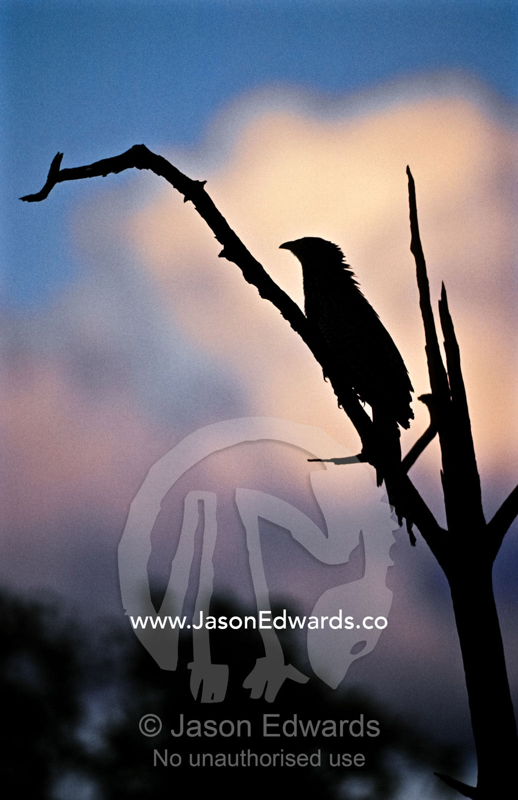 The profile silhouette of a Pheasant Coucal perched on a branch. Gibb River Road, Kimberley Ranges, Western Australia Australia.