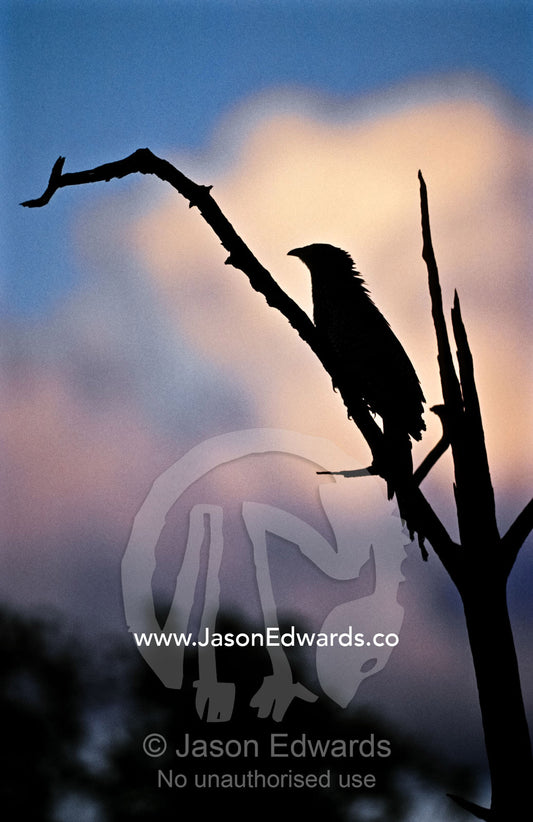The profile silhouette of a Pheasant Coucal perched on a branch. Gibb River Road, Kimberley Ranges, Western Australia Australia.