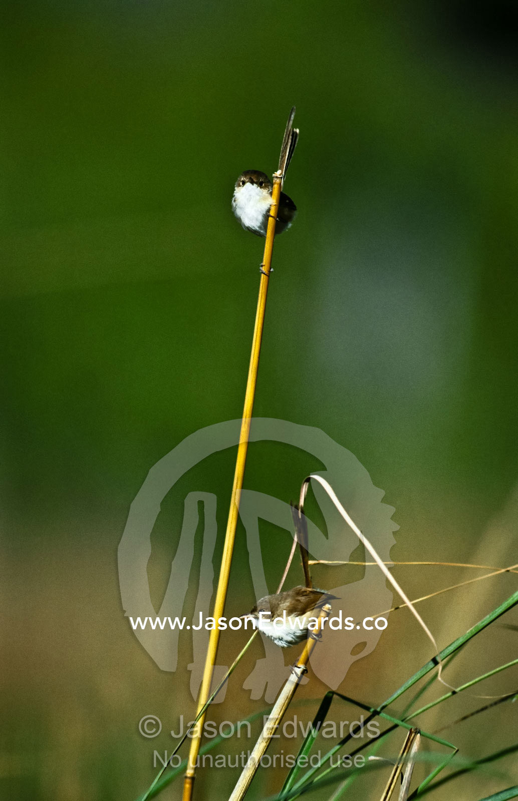 Two dainty female Red-Backed Fairy-Wren perched on slender reed stems. Timber Creek, Kimberley Ranges, Western Australia, Australia.