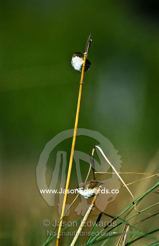 Two dainty female Red-Backed Fairy-Wren perched on slender reed stems. Timber Creek, Kimberley Ranges, Western Australia, Australia.