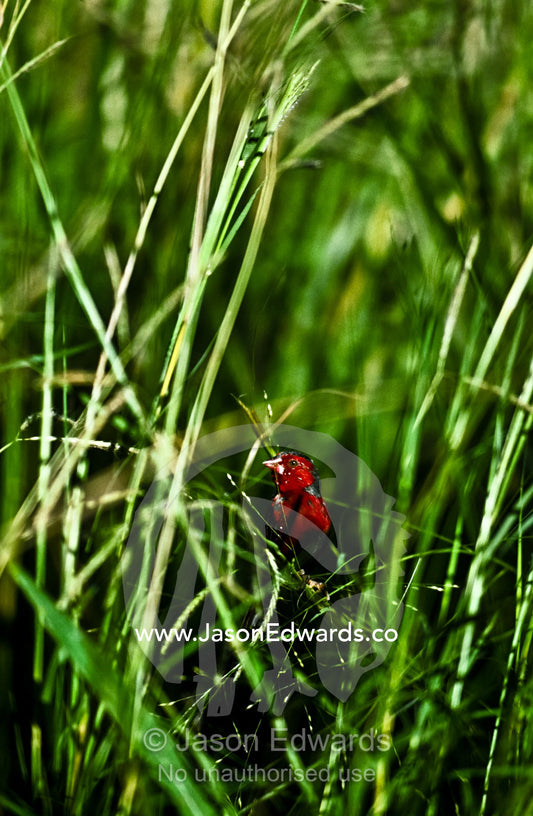 The bright red plumage of a Crimson Finch feeding on seeding grasses. Timber Creek, Kimberley Ranges, Western Australia, Australia.