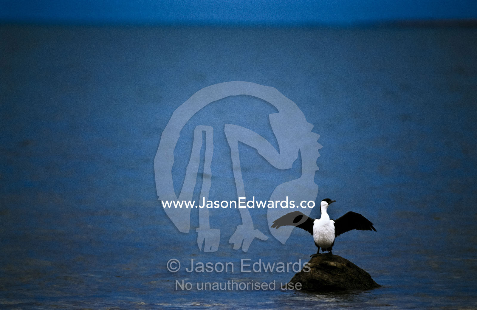 A Black-faced Shag perched on a rock drying its splayed wings. Boston Bay, Port Lincoln, South Australia, Australia.