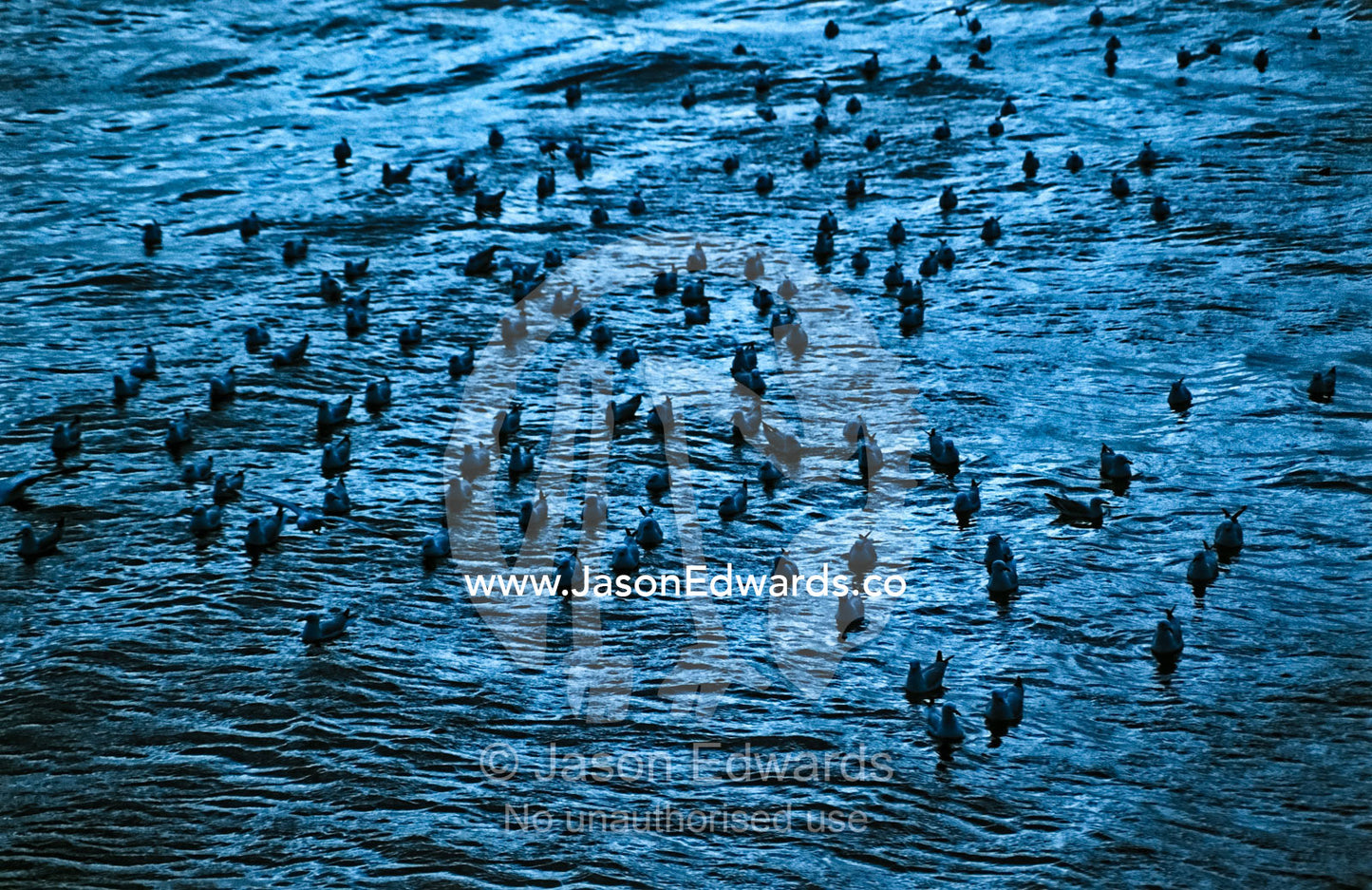 A flock of resting Silver Gulls floating on a wind-blown grey ocean. Boston Bay, Port Lincoln, South Australia, Australia.