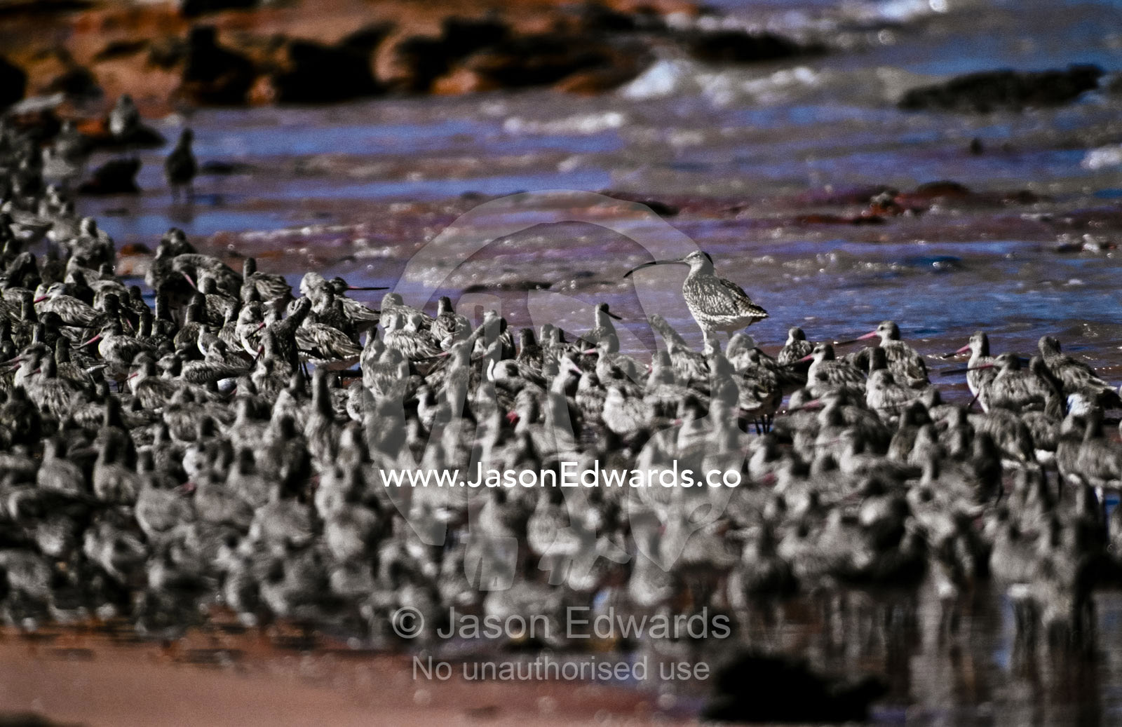An Eastern Curlew forages for food near a flock of Bar-tailed Godwit. R.A.O.U. Royal Australian Ornithological Union Bird Observatory, Broome, Western Australia, Australia.