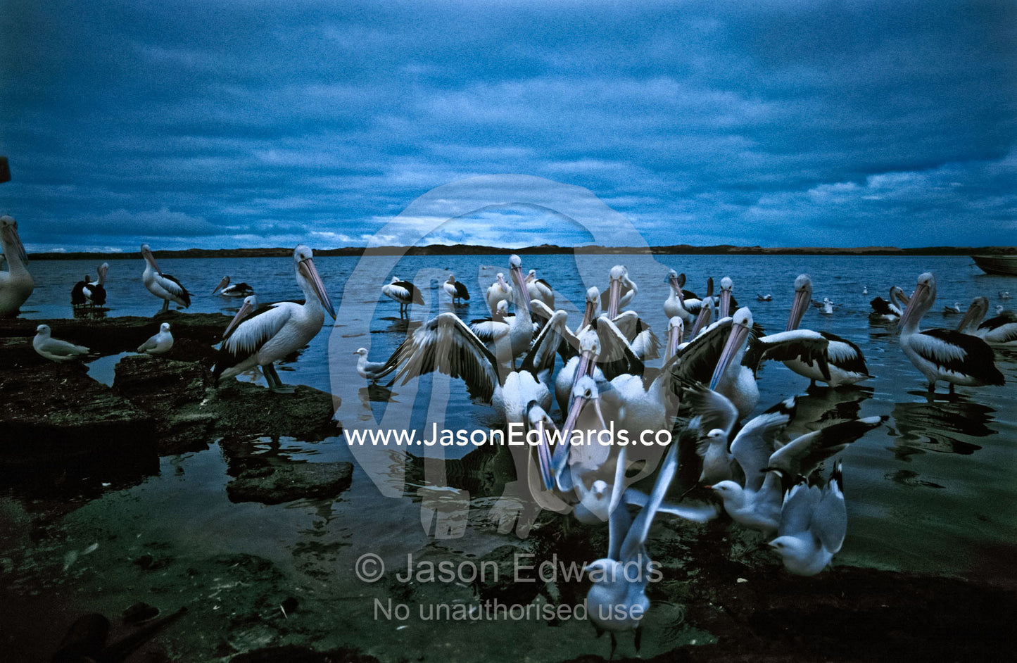 Squabbling Australian Pelicans and Silver Gulls fighting over fish. Coorong National Park, South Australia, Australia.
