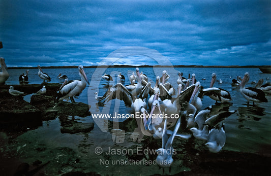 Squabbling Australian Pelicans and Silver Gulls fighting over fish. Coorong National Park, South Australia, Australia.