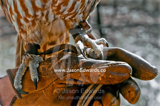 Protective glove holds the menacing talons of a tethered Barking Owl. Territory Wildlife Park, Northern Territory, Australia.