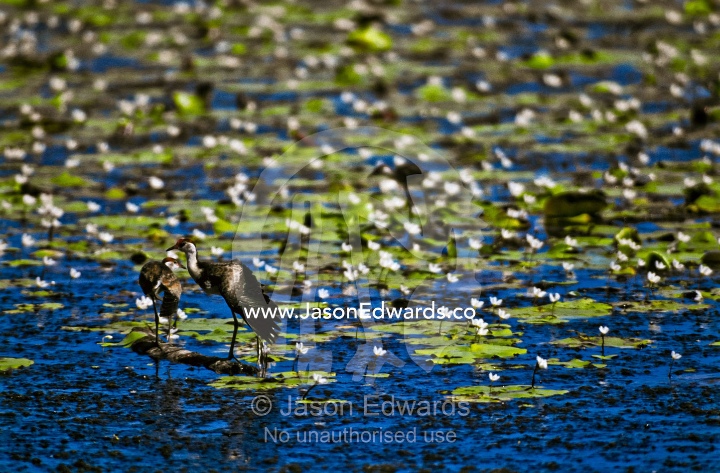 Three dainty Comb-Crested Jacana wading on floating lily pads. Berry Springs, Northern Territory, Australia.