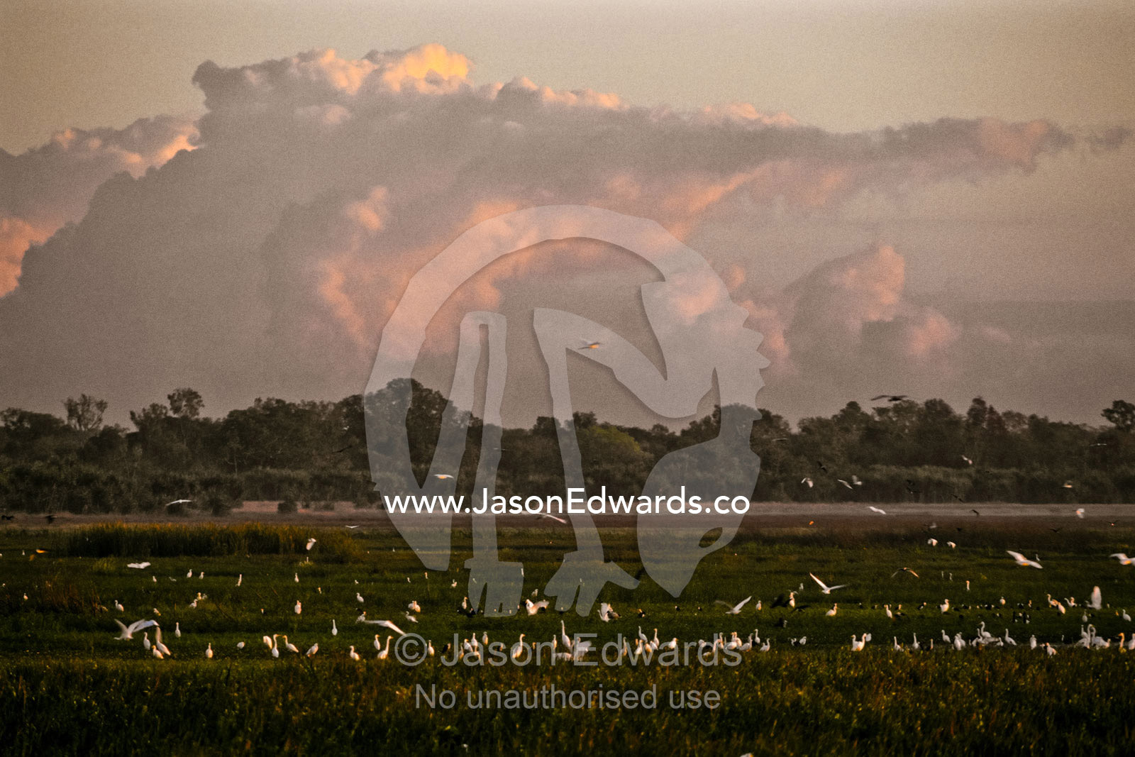 Flocks of Heron and Egret feed in wetlands under menacing storm clouds Fog Dam, Northern Territory, Australia.
