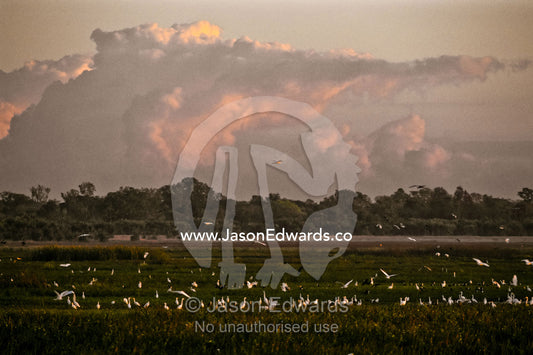 Flocks of Heron and Egret feed in wetlands under menacing storm clouds Fog Dam, Northern Territory, Australia.