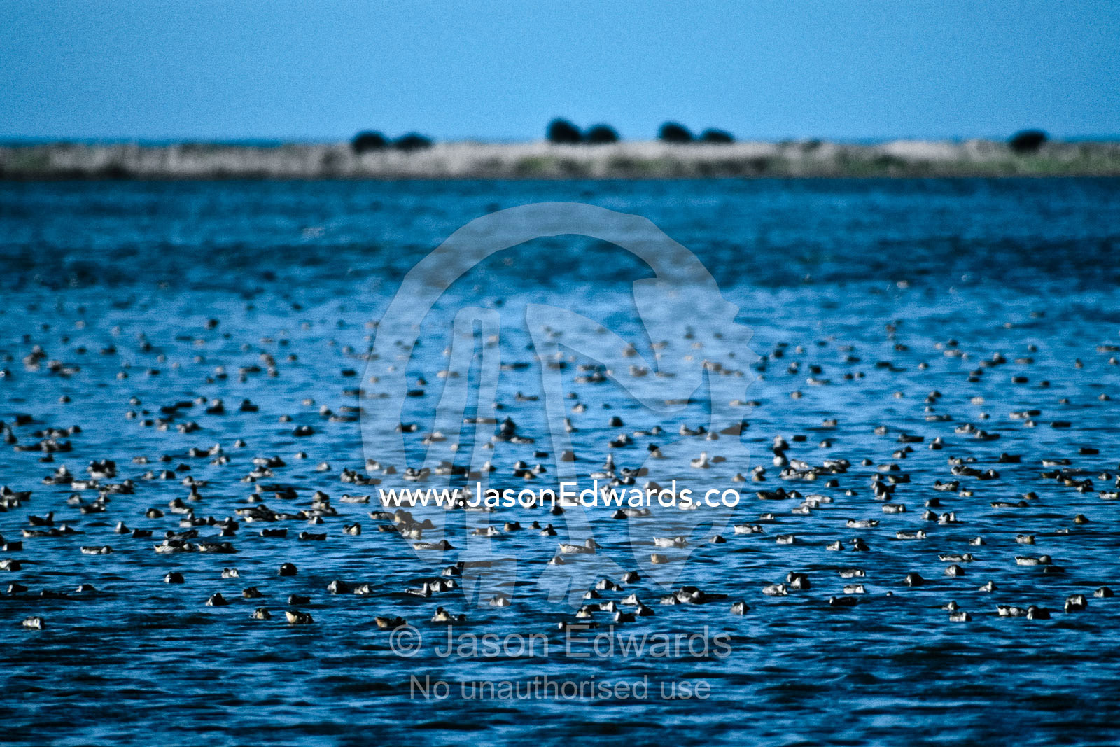 A flock of Pink-eared Duck feeding and swimming on a rippled pond. Western Treatment Plant, Werribee, Victoria, Australia.