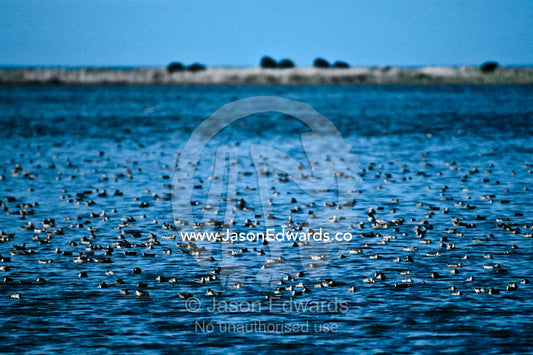 A flock of Pink-eared Duck feeding and swimming on a rippled pond. Western Treatment Plant, Werribee, Victoria, Australia.