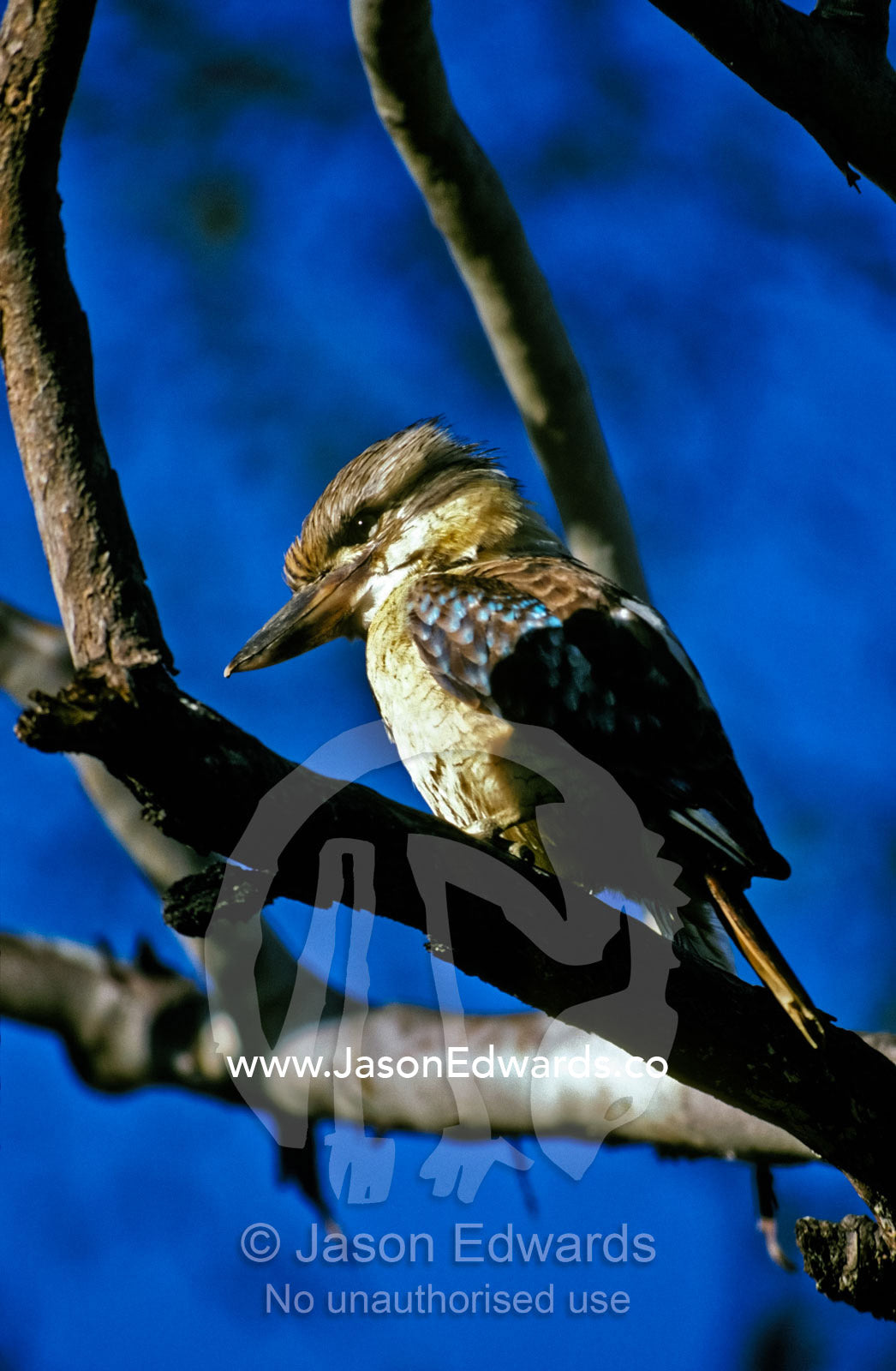 An alert Blue-winged Kookaburra perched in a tree hunts for prey. Cascades, Litchfield National Park, Northern Territory, Australia.