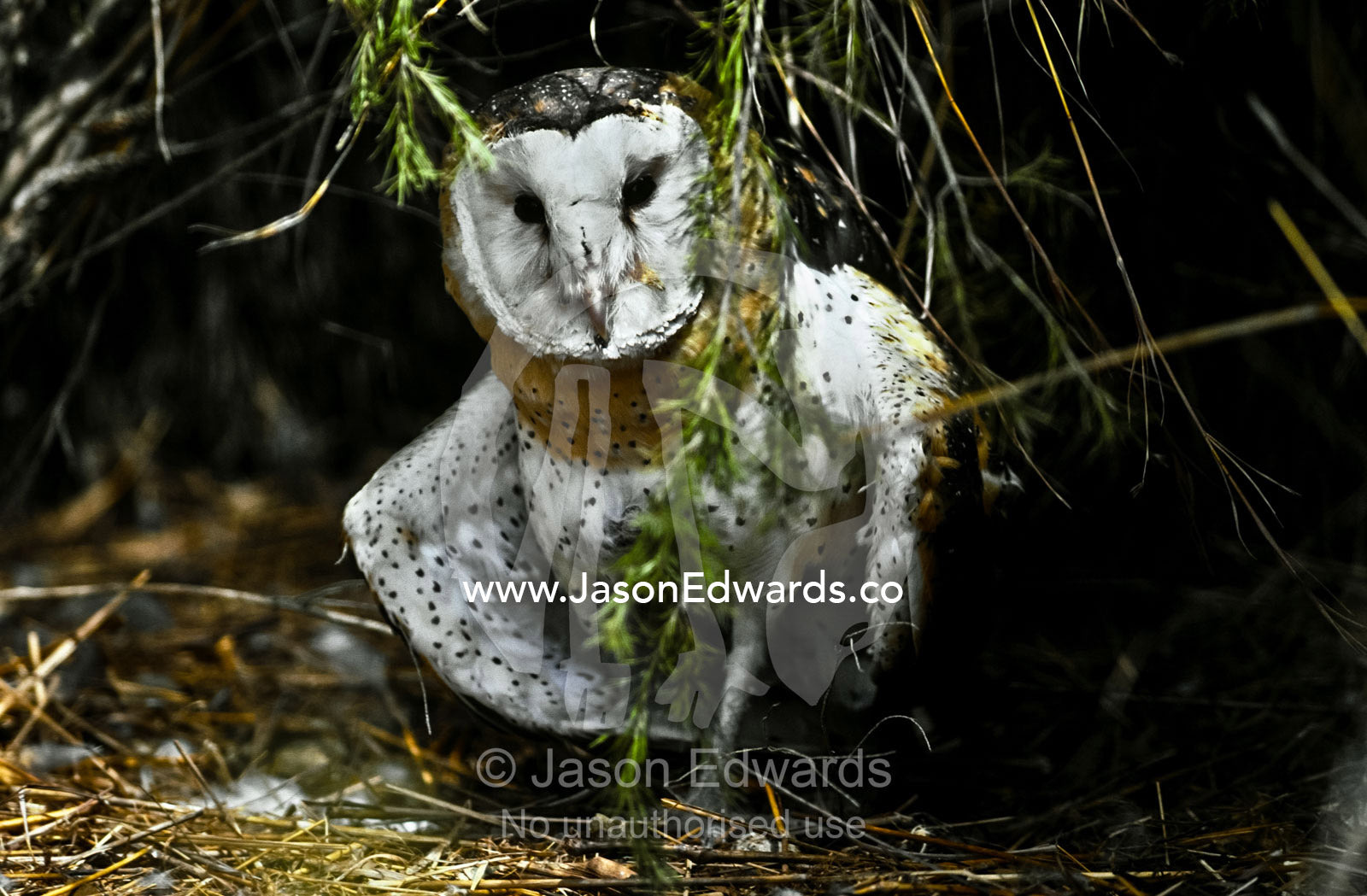 A beautiful Eastern Grass Owl with white and black speckled feathers. Kyabrum Fauna Park, Victoria, Australia.