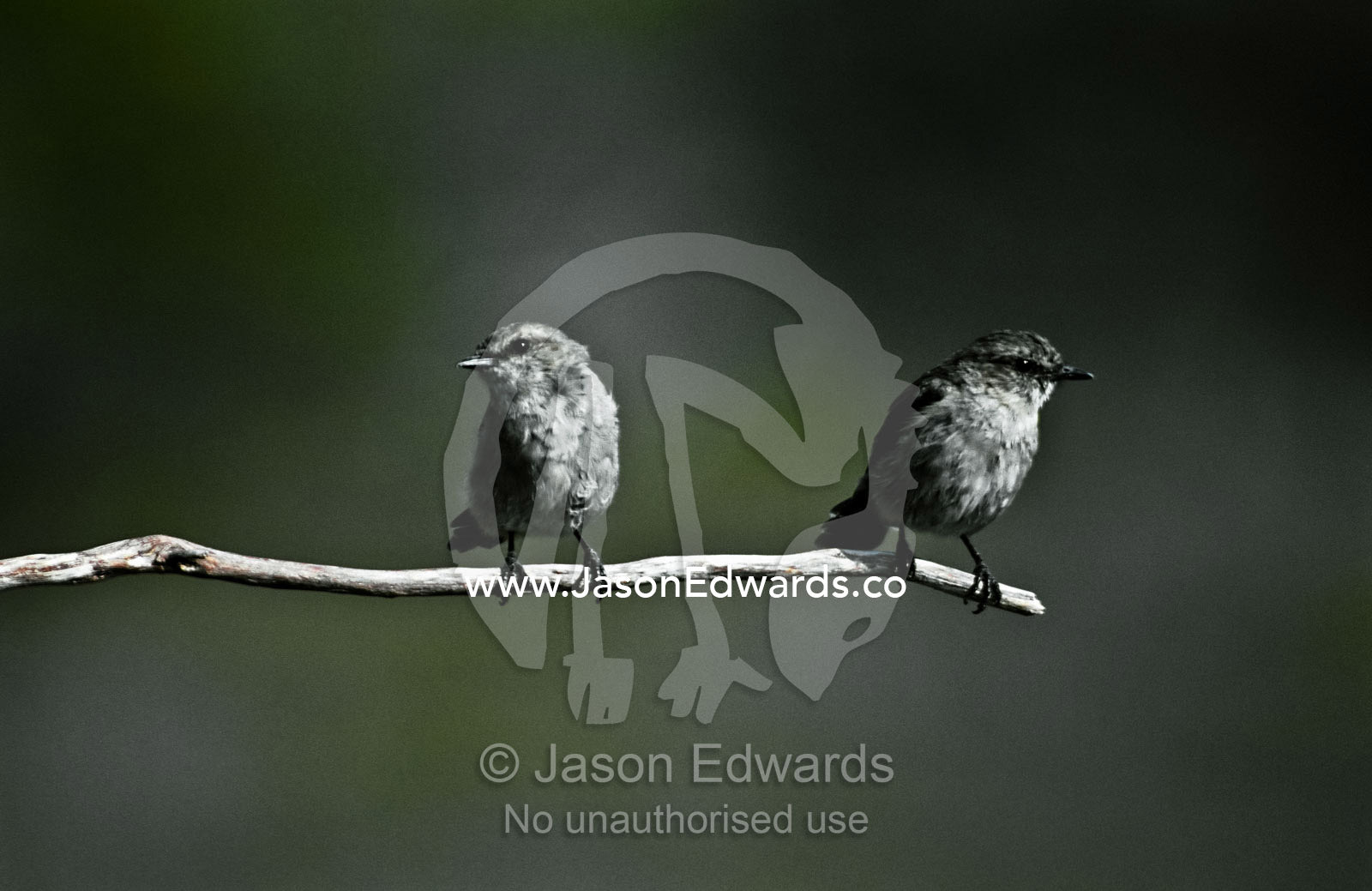 Two diminutive Dusky Robins daintily perched on the end of a branch. Melaleuca, Southwest Wilderness Area, Tasmania, Australia.