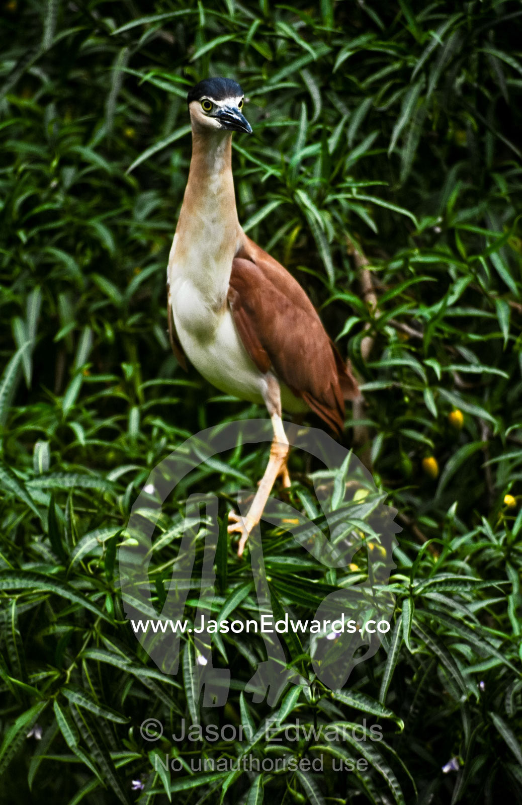The piercing stare of a Nankeen Night Heron perched in a tree canopy. Melbourne Zoo, Victoria, Australia.