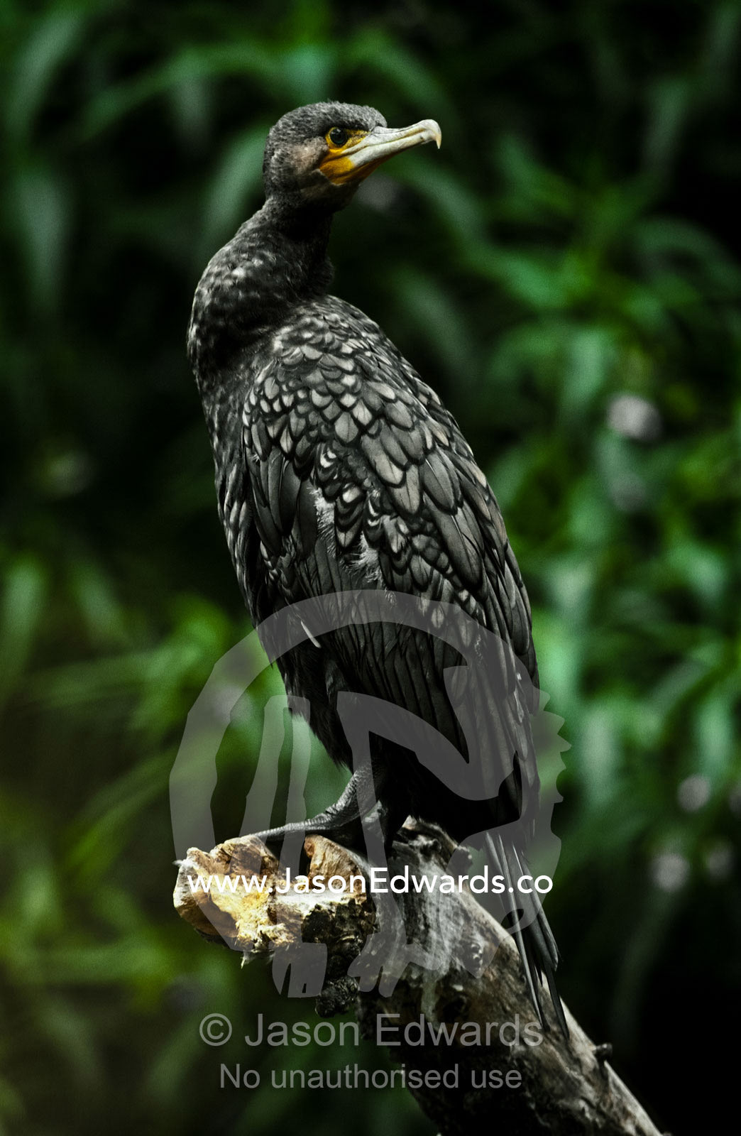 The jet black feathers of a Great Cormorant perched on a branch. Melbourne Zoo, Victoria, Australia.