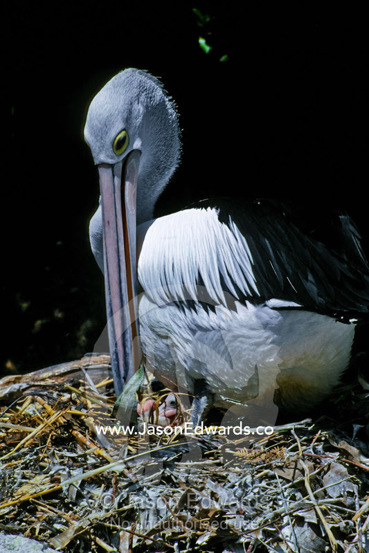 An Australian Pelican hovers protectively over her chick in the nest. Melbourne Zoo, Victoria, Australia.