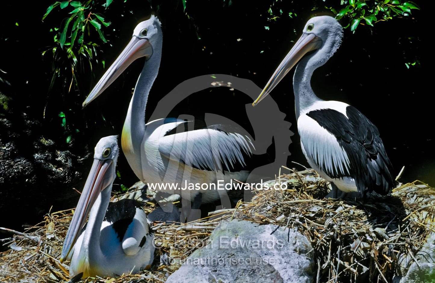 Australian Pelicans hover protectively over their chicks in the nest. Melbourne Zoo, Victoria, Australia.