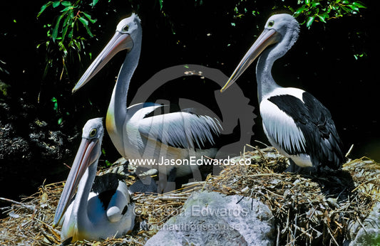 Australian Pelicans hover protectively over their chicks in the nest. Melbourne Zoo, Victoria, Australia.