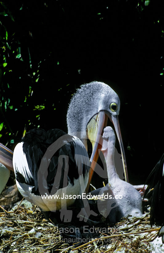 Australian Pelican chick feeding on regurgitated food from its parent. Melbourne Zoo, Victoria, Australia.