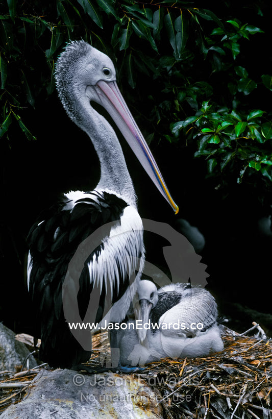 An Australian Pelican stands protectively over her chick in the nest. Melbourne Zoo, Victoria, Australia.